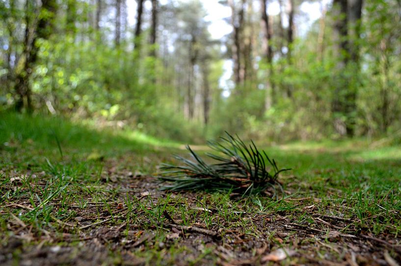 sol de la forêt par Onno van Kuik