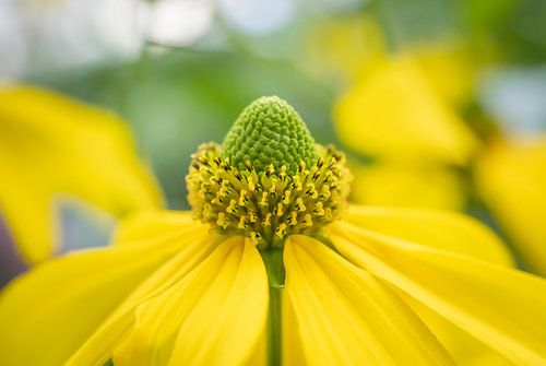 CLose-Up van een Gele Bloem