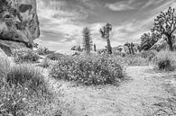 Joshua National Park par Loek van de Loo Aperçu