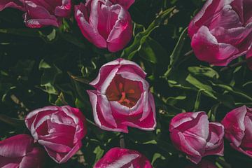 Beautiful pink tulips by Kelly Sabrina