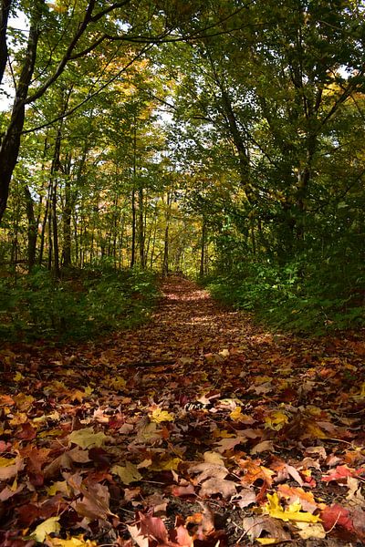 A path in the forest in autumn by Claude Laprise