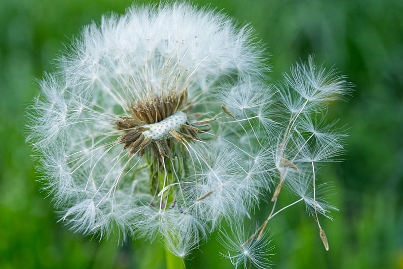 Das Nest verlassen von Iris Holzer Richardson