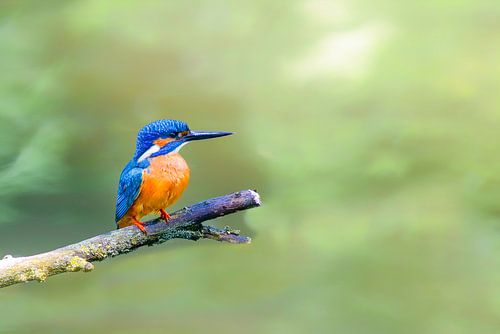 IJsvogel zittend op een tak met uitzicht op een kleine vijver