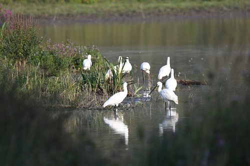 Spooner sur Hans Ammerlaan