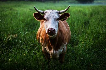 Stier