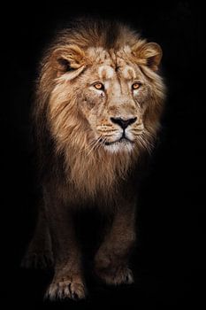 Calm look of a maned male lion coming out of the dark with glowing orange eyes, black night backgrou