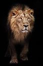 Calm look of a maned male lion coming out of the dark with glowing orange eyes, black night backgrou by Michael Semenov thumbnail