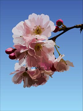 158. Japanese cherry by Domstad Rudie