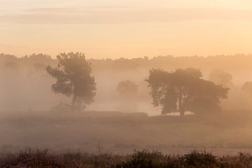 Zonsopkomst Maasduinen bij De Quin met mist