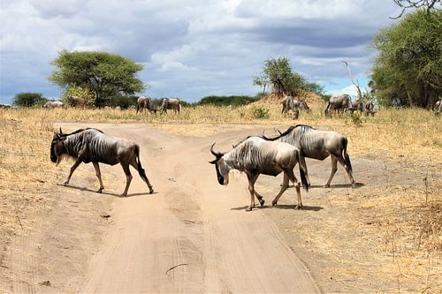 Wilderbeest