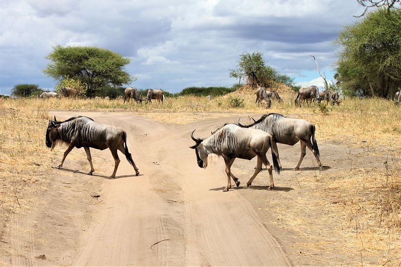 Wilderbeest by Roger Hagelstein