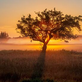 The Weerribben by Mark van der Walle