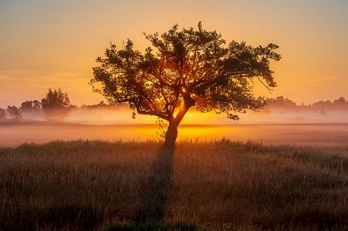 The Weerribben by Mark van der Walle