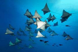 Large shoal of eagle rays by Norbert Probst