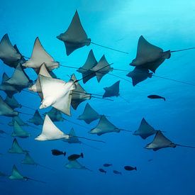 Large shoal of eagle rays by Norbert Probst