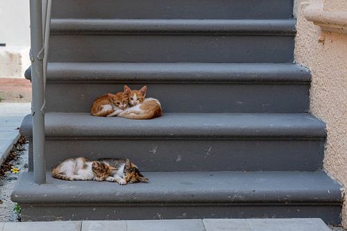 Sereniteit in de oude stad