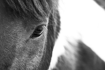 Ontroerende en peinzende paardenlook close-up zwart-wit foto met mooie pony. van Michael Semenov