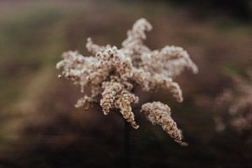 Dromerig gras - softfocus detail natuurfotografie print van Laurie Karine van Dam