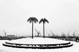 Palmen im Winter in Hamburg