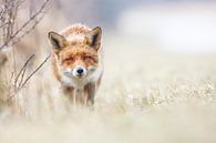 A curious fox by Pim Leijen thumbnail