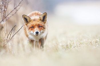 Ein neugieriger Fuchs