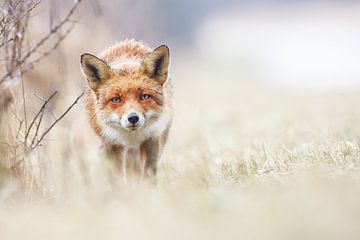 Un renard curieux sur Pim Leijen