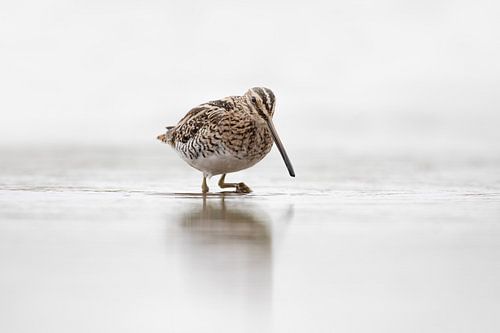 Watersnip in het water.