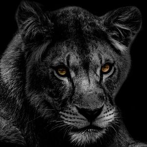 Zwart-wit portret van een leeuwin. van Gianni Argese