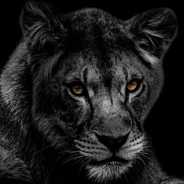 Portrait en noir et blanc d'une lionne. sur Gianni Argese