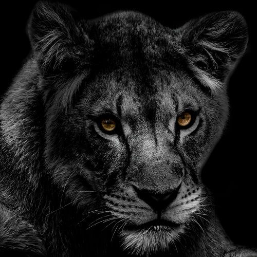 Black-and-white protrait of a lioness.