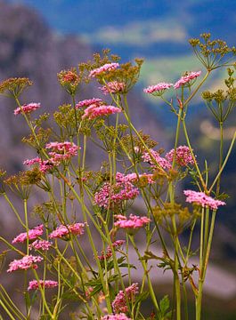 Die rosa Scharfgarbe von Christa Kramer