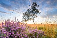 Zonsopgang over bloeiende heide op de Veluwe in de zomer van Sjoerd van der Wal Fotografie thumbnail
