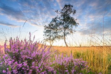 Sonnenaufgang über blühender Heide im Naturschutzgebiet Veluwe im Sommer von Sjoerd van der Wal