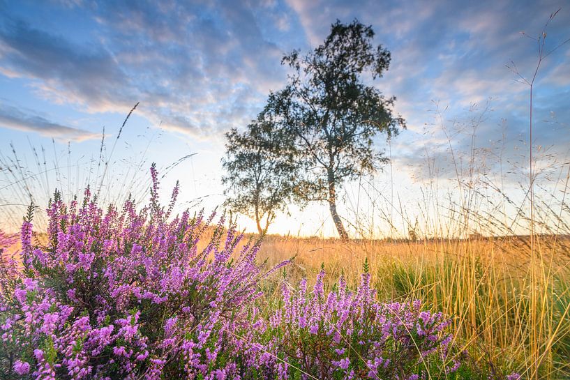 Zonsopgang over bloeiende heide op de Veluwe in de zomer van Sjoerd van der Wal Fotografie