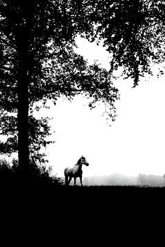 Paard silhouette | Zwart-wit foto van Madinja Groenenberg