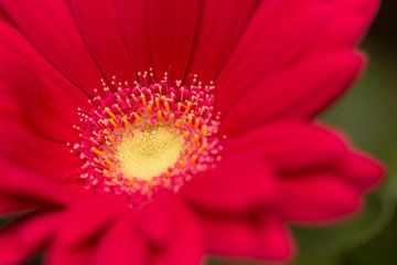 Red Gerbera sur Kimberly van Aalten