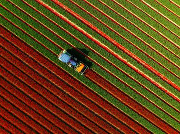 Tulpen worden gekopt in het voorjaar van Sjoerd van der Wal Fotografie