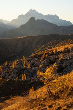 Schichten aus Gold von Martin Podt