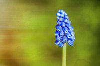 Blue grape