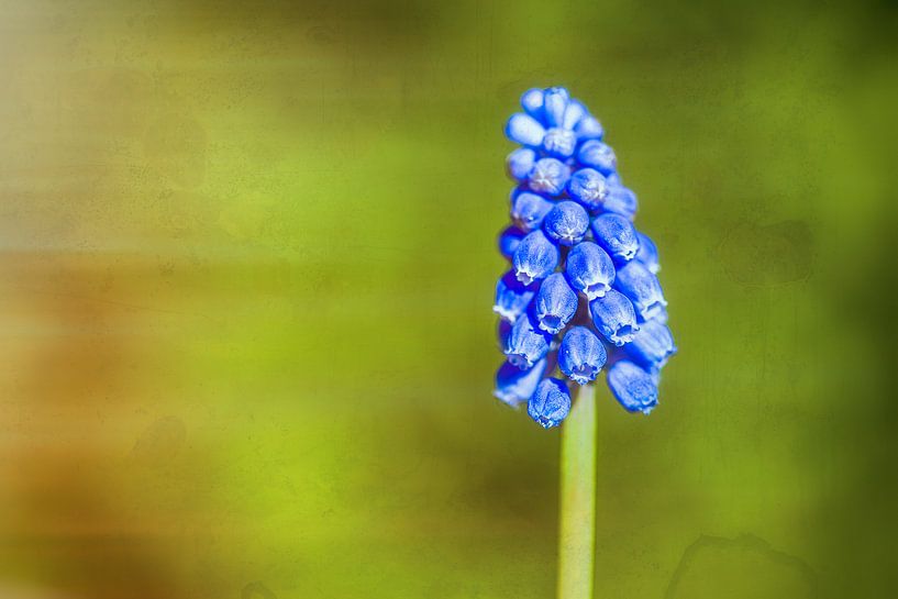 Blaue Traube von Sebastiaan van Stam Fotografie