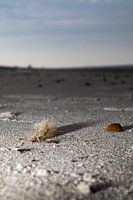 Strandsand Sandmuschel