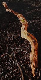 Holzschlange im Wald von Miny'S