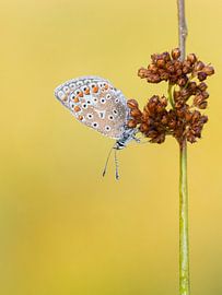 Icarusblauwtje van Marcel van Os