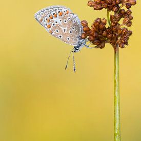 Common Blue by Marcel van Os