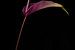 Stilleven van een boem (Anthurium) van Henri van Avezaath