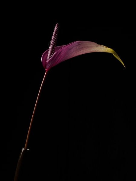 Still life of a boom (Anthurium) by Henri van Avezaath