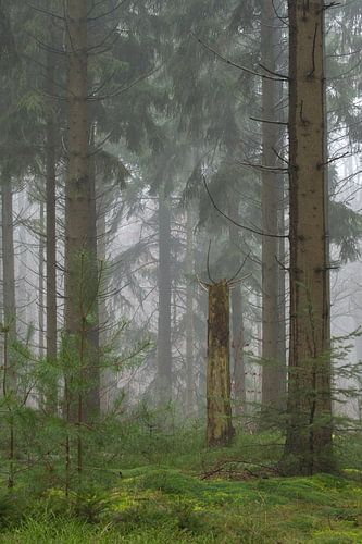 Tussen de bomen en het mos
