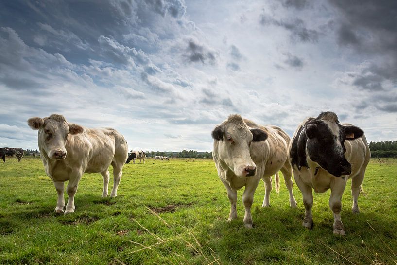 We'r ignoring you by Dion van den Boom