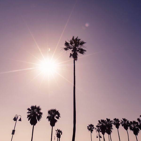 Palmbomen met de zon van Bert Nijholt