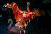 Flamingo